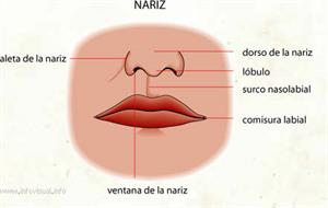 Nariz (Diccionario visual)