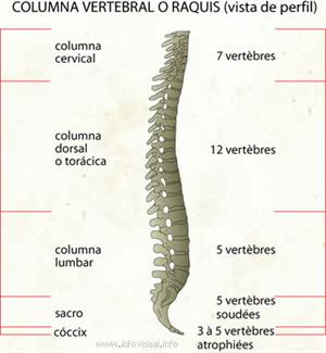 Columna vertebral (Diccionario visual) - Recursos ProFuturo