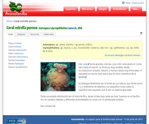 Coral estrella poroso (Astreopora myriophthalma)