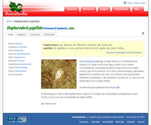 Diaphorodoris papillata (Diaphorodoris papillata)