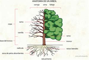 Anatomía de un árbol (Diccionario visual)