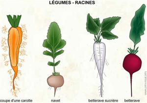 Légumes - racines (Dictionnaire Visuel)