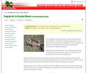 Cangrejo de río de patas blancas (Austropotamobius pallipes)