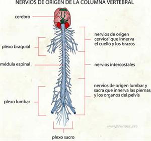 Nervios de origen de la columna vertebral (Diccionario visual)
