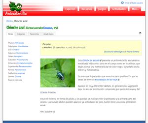 Chinche azul (Zicrona caerulea )