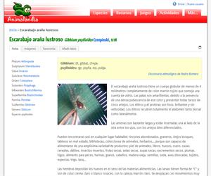 Escarabajo araña lustroso (Gibbium psylloides)