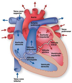 Anatomía del corazón (cardiosalud.org)