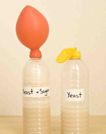 Can Yeast Ferment Polysaccharides as Efficiently as Disaccharides?