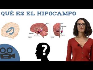 ¿Qué es el hipocampo?