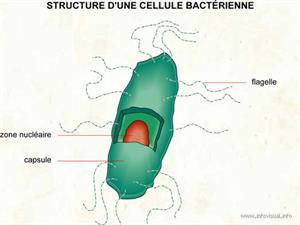 Cellule bactérienne (Dictionnaire Visuel)