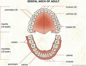 Dental arch  (Visual Dictionary)
