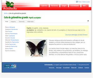 Cola de golondrina grande (Papilio ascalaphus)