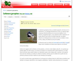 Carbonero garrapinos (Parus ater )