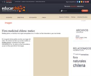 Flora medicinal chilena: matico (Educarchile)