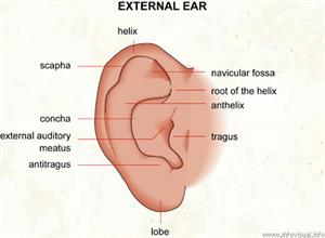 External ear  (Visual Dictionary)