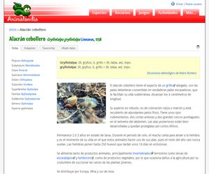 Alacrán cebollero (Gryllotalpa gryllotalpa )
