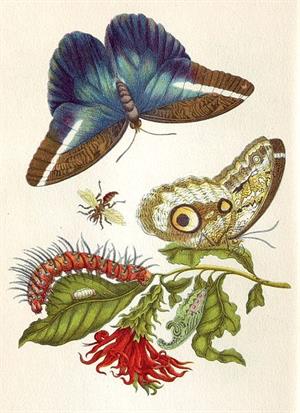 Ilustraciones de insectos y mariposas de Maria Sibylla Merian (Metamorphosis Insectorum Surinamensium)