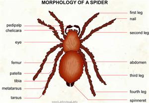 Spider  (Visual Dictionary)