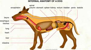 Internal anatomy of a dog  (Visual Dictionary)