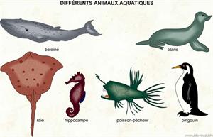 Animaux aquatiques (Dictionnaire Visuel)