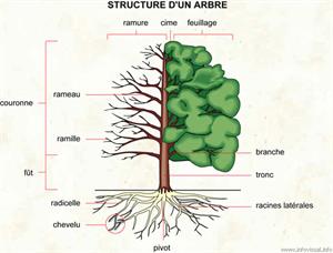 Arbre (Dictionnaire Visuel)