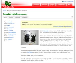 Escarabajo elefante Megasoma mars (Megasoma mars)