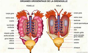 Organes urogénitaux de la grenouille (Dictionnaire Visuel)