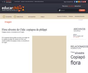 Flora silvestre de Chile: copiapoa de philippi (Educarchile)