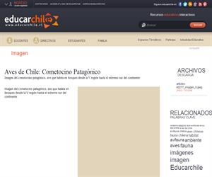 Cometocino patagónico (Educarchile)
