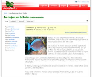 Pez cirujano azul del Caribe (Acanthurus coeruleus)