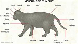Chat (Dictionnaire Visuel)