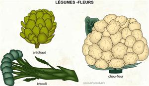 Légumes - fleurs (Dictionnaire Visuel)