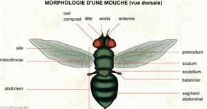 Morphologie d'une mouche (vue dorsale) (Dictionnaire Visuel)