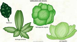 Verduras de hojas (Diccionario visual)