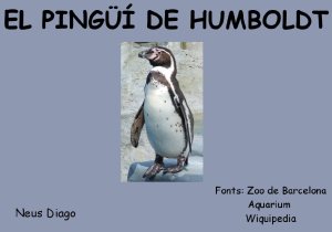 El pingüí de Humboldt