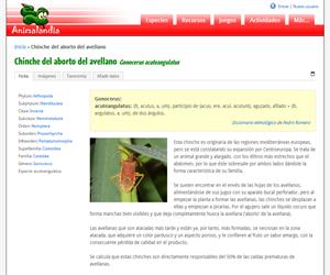 Chinche del aborto del avellano (Gonocerus acuteangulatus)