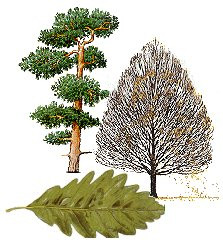 Árboles: identificación por las hojas