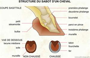 Structure du sabot d'un cheval (Dictionnaire Visuel)