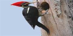 Generoso pájaro carpintero (PerúEduca)