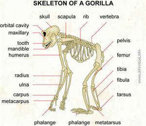 Skeleton of a gorilla  (Visual Dictionary)