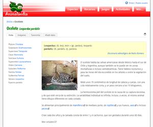 Ocelote (Leopardus pardalis)