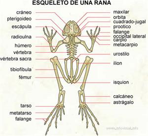 Esqueleto de una rana (Diccionario visual)