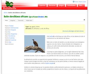 Buitre dorsiblanco africano (Gyps africanus)