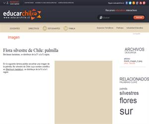 Flora silvestre de Chile: palmilla (Educarchile)