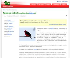 Papamoscas cardenal (Pyrocephalus rubinus)