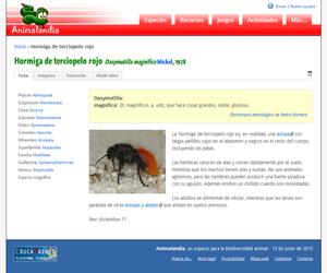 Hormiga de terciopelo rojo (Dasymutilla magnifica)