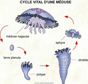 Cycle vital d'une méduse (Dictionnaire Visuel)