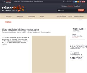 Flora medicinal chilena: cachanlagua (Educarchile)