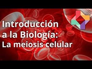 La meiosis celular