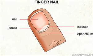Finger nail  (Visual Dictionary)
